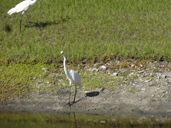 Ardea alba