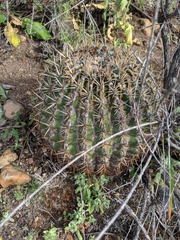 Ferocactus viridescens