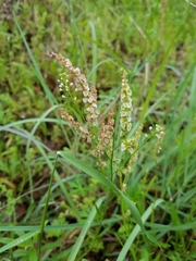 Rumex hastatulus