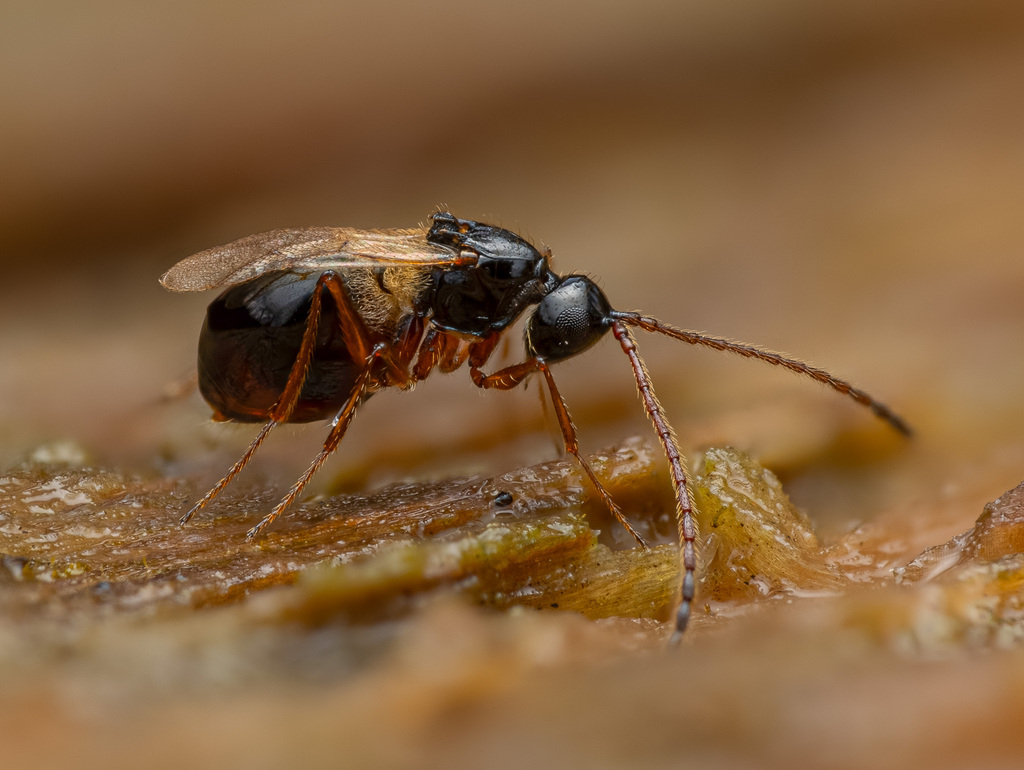 Glauraspidia microptera