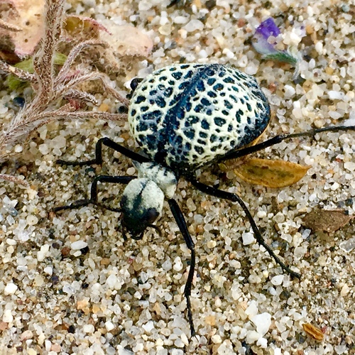 Inflated Beetle photo 3