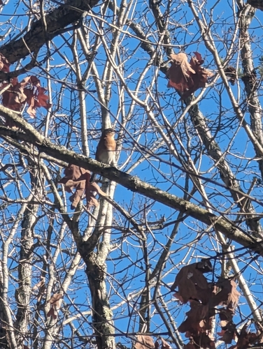 Eastern Bluebird photographed in Kentucky