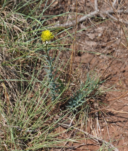 Image of Lasiosiphon sericocephalus by (c) Matthew Fainman, some rights reserved (CC BY)