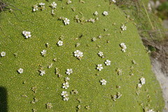 Gypsophila imbricata