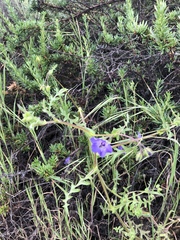 Pholistoma auritum auritum