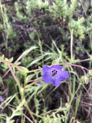 Pholistoma auritum auritum