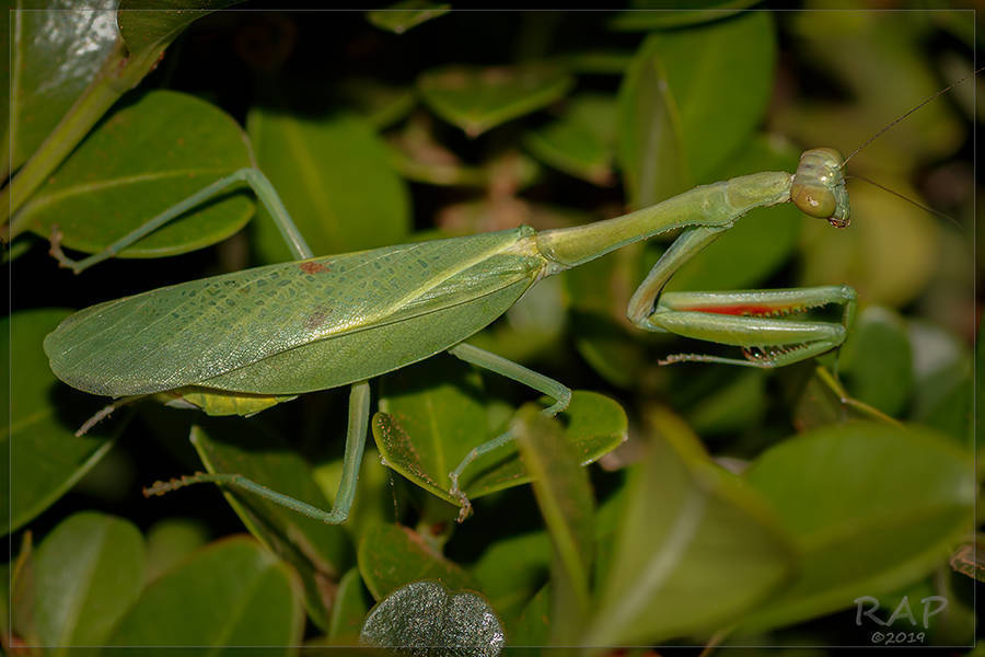 Parastagmatoptera pellucida