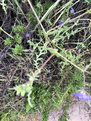 Pholistoma auritum auritum
