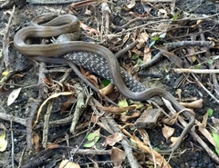 Mesotes strigatus