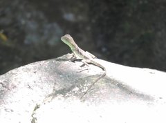 Physignathus cocincinus