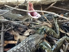 Mesotes strigatus