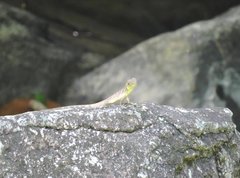 Physignathus cocincinus