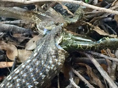 Mesotes strigatus