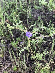 Pholistoma auritum auritum
