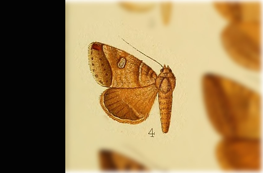 Ptichodis infecta