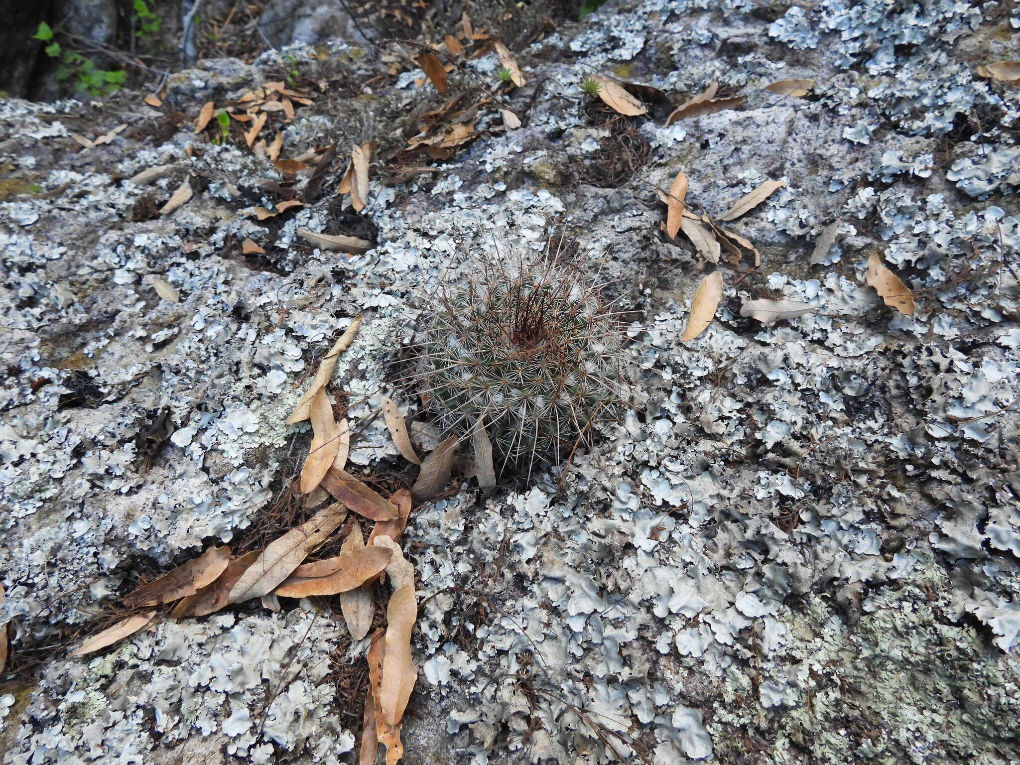 Imagem de Cacto-veludo