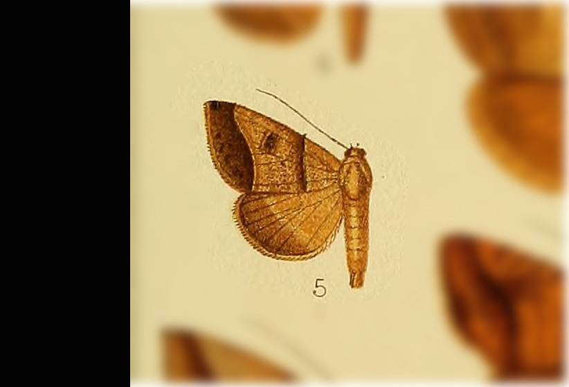 Ptichodis bistriga