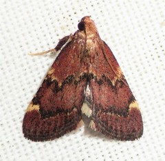 Hypsopygia intermedialis