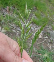 Bromus racemosus