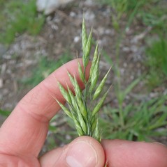 Bromus racemosus
