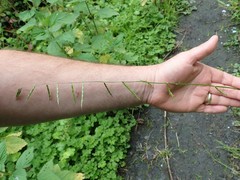 Pleuropogon refractus