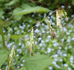Pleuropogon refractus