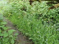 Pleuropogon refractus