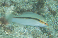 Halichoeres scapularis