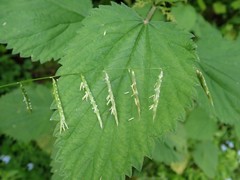 Pleuropogon refractus