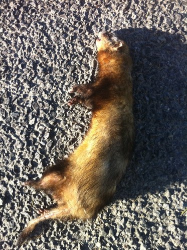 Mustela furo