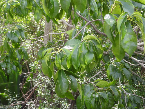 Ironwood (Chionanthus caymanensis)