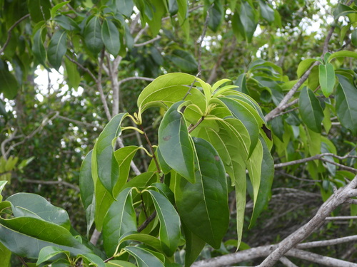 Image of Chionanthus caymanensis by (c) Jared Shorma, some rights reserved (CC BY)