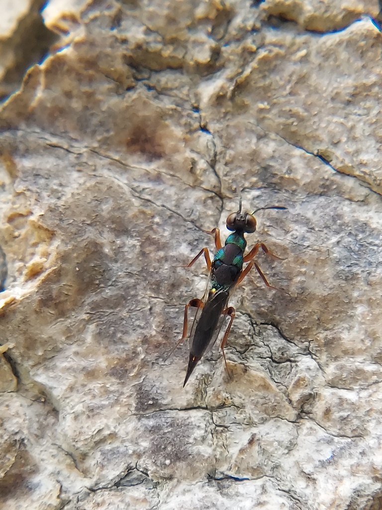 Paralycisca