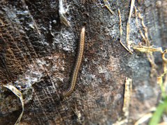 Blaniulidae