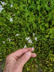 Lithophragma heterophyllum