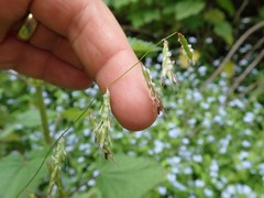 Pleuropogon refractus