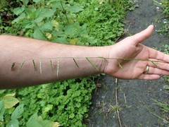 Pleuropogon refractus