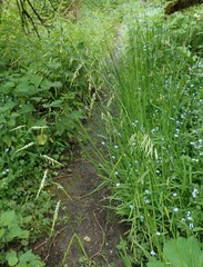 Pleuropogon refractus