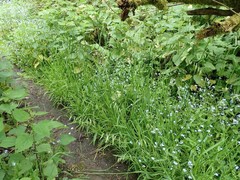 Pleuropogon refractus