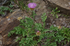 Psephellus caucasicus