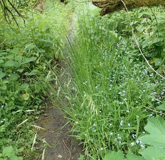 Pleuropogon refractus