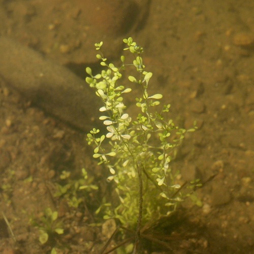 Image of Callitriche terrestris by (c) Sue Carnahan, some rights reserved (CC BY)
