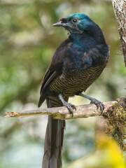 Ribbon-Tailed Astrapia photo 2