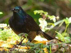 Ribbon-Tailed Astrapia photo 4
