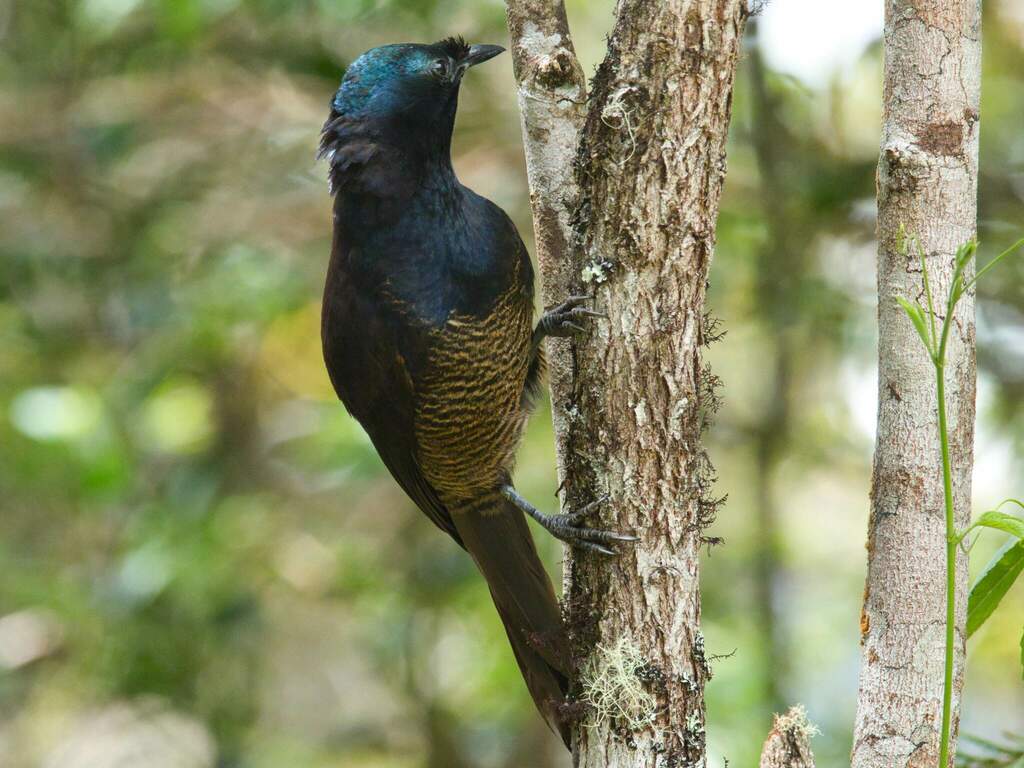 Ribbon-Tailed Astrapia