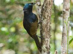 Ribbon-Tailed Astrapia photo 1