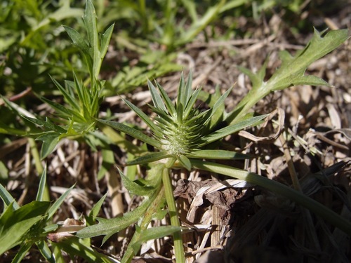 Image of Eryngium nasturtiifolium by (c) Sue Carnahan, some rights reserved (CC BY)