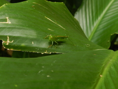 Cephalophlugis cephalotes