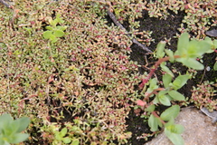 Elatine brachysperma