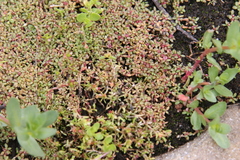 Elatine brachysperma